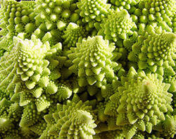 fractal plant