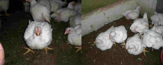 poultry with Mandarin vortex